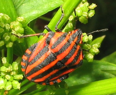 Graphosoma lineatum